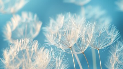 Airy white dandelion seeds against a soft blue backdrop, spring lightness