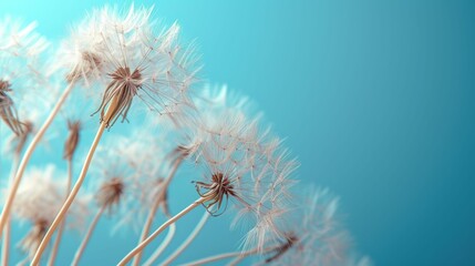 Seeds of a dandelion captured against a sky blue, embodying the lightness of spring