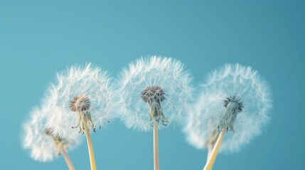 Dandelion seeds float before a gentle blue background, evoking spring's airiness