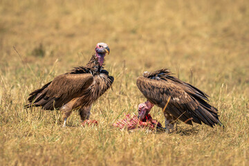Lappet-faced vulture pecks at carcase beside another
