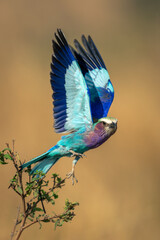Lilac-breasted roller flies with wings raised high