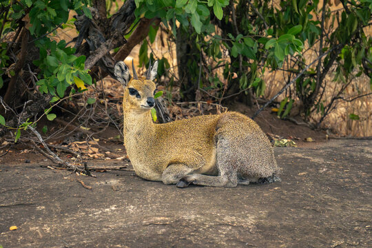 Klipspringer lies on rock by leafy bushes