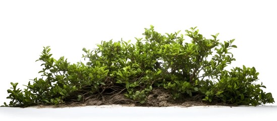 green bush on isolated background