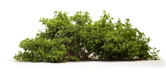 green bush on isolated background