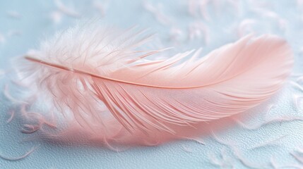 Pastel pink feather in soft focus, minimalist delicacy