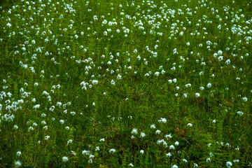 Wet tundra with horsetail and Cotton grass (Eriophorum sp.) Kola Peninsula, coast of the Barents Sea