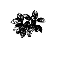 Silhouette rose, rose vector, flower svg, vector flower, herb, branch, line art, outline, eps, png, svg, flower, floral, vector, nature, leaf, rose, illustration, plant, design, vintage, pattern, flow