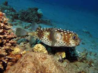 A Yellowspotted burrfish Cyclichthys spilostylus