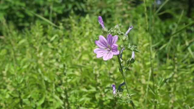 malva nicaeensis purple meadow flower herb in the gentle wind 