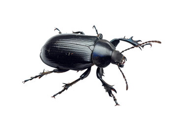Ground Beetle Guardian on Transparent Background, PNG, - obrazy, fototapety, plakaty