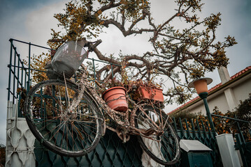 A close up shot from a low angle of view, nn old bicycle covered with mold and sea shells, hanging on the fence as a decoration part , Pietra Ligure, Italy