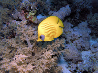 A Masked butterflyfish Chaetodon semilarvatus