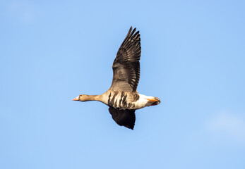 White-fronted goose (Anser albifrons ad m), migrating geese in the sky. European migration stop-overs, Birds fly full-face, rocketing - obrazy, fototapety, plakaty