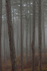 misty autumn forest