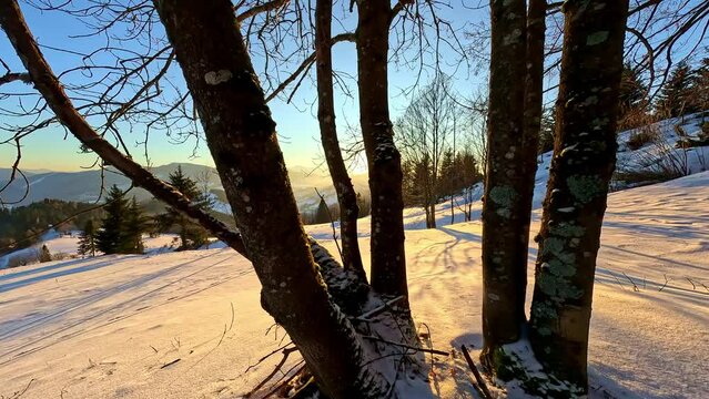 In the winter landscape, the sun illuminates the trees, casting a beautiful glow on the snowy ground