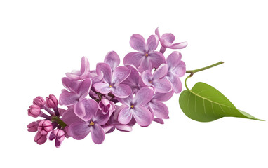 Fototapeta na wymiar Lilac Beauty on Transparent Background, PNG,