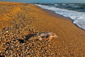A young porpoise dolphin (Phocaena phocaena) died during a storm (or for other reasons) and was washed ashore by the waves. Azov Sea. Arabatskaya strelka, Crimea