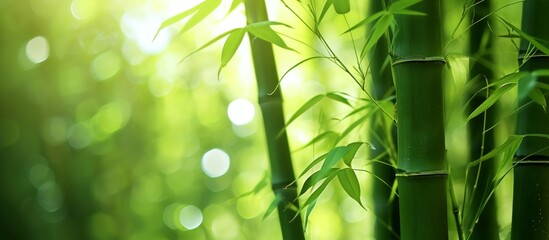 A detailed view of a dense bamboo forest with sunlight filtering through the leaves, showcasing the beauty of these terrestrial plants.