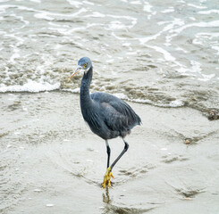 Bandar Abbas, Iran, January. The western reef heron (Egretta gularis) on sand coast of Strait of...