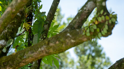 green basilisk lizard on a tree branch