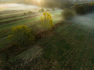 Aerial view of a crop field with green grass on a foggy day at dawn. Agricultural fields