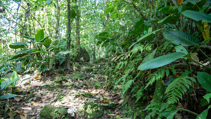 Fototapeta premium leaves in the forest