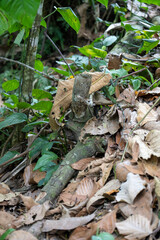 lizard in the forest