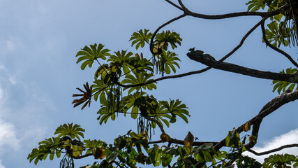 green basilisk resting on a branch high up in a tree