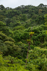 Jungle landscape in the mountains of costa rica