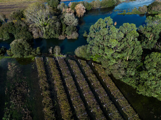 Aerial view of the Umia River overflowing and flooding Albariño wine fields and vineyards in Vilanova de Arousa