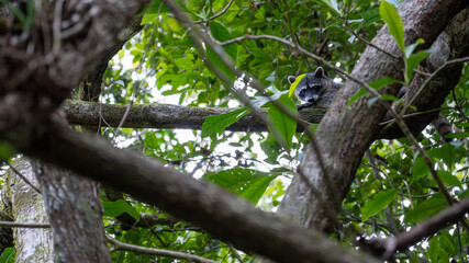 racoon on tree