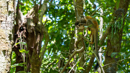 squirrel monkey on tree