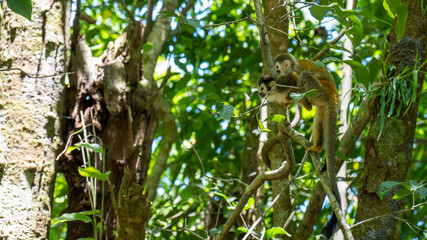 Mother and baby monkey in the jungle