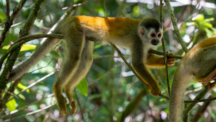 monkey resting on a branch