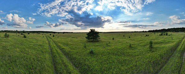 A Tree Framed by a Beautiful Sky