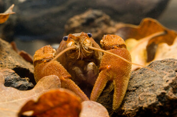 Gambero di fiume italiano (Austropotamobius italicus) Foresta Burgos, Burgos, SS, Sardegna, Italia