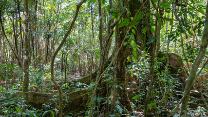 tropical rainforest underbrush
