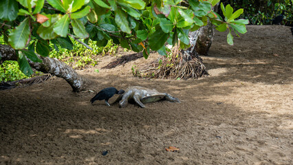 A vulture feeding on the lifeless body of a sea turtle - 731803925