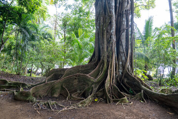 roots of tree - 731803933