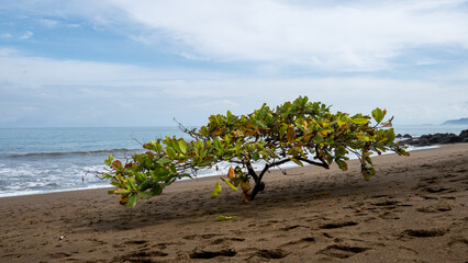 tree on the beach - 731803936