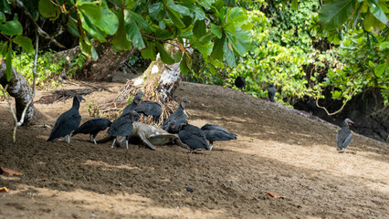 Vultures devouring a turtle carcass  - 731803952