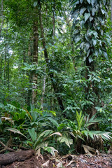 Lush jungle vegetation - 731804316