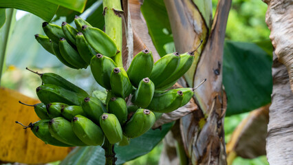 close up of banana tree - 731804331