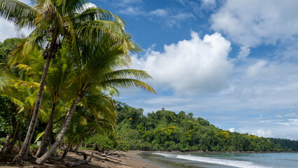 palm trees on the beach - 731804396