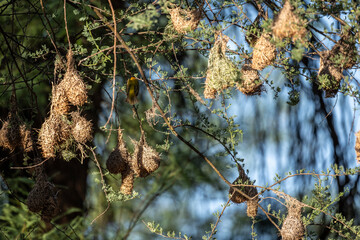 beautiful rural landscape on a summer day against the sky in Kenya