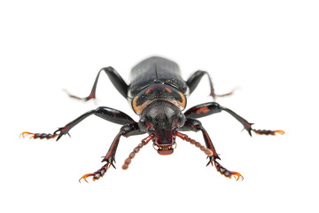 Rove Beetle on Transparent Background, PNG,