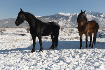 horses in the snow