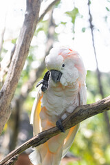 cockatoo in the wild, exotic birds, white parrot, tropics