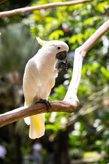cockatoo in the wild, exotic birds, white parrot, tropics