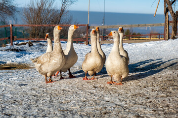 geese on the snow